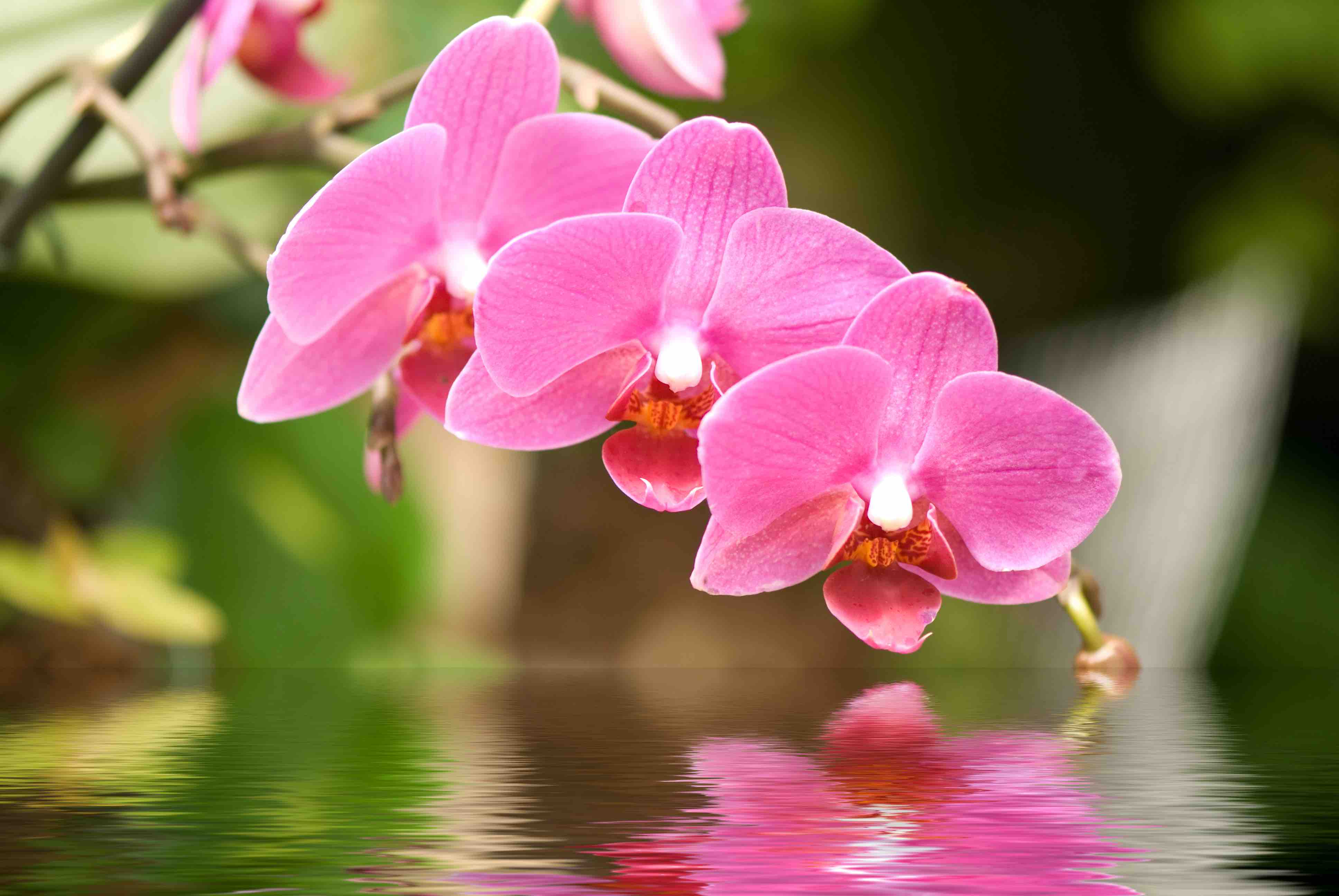 Orchideenblüte