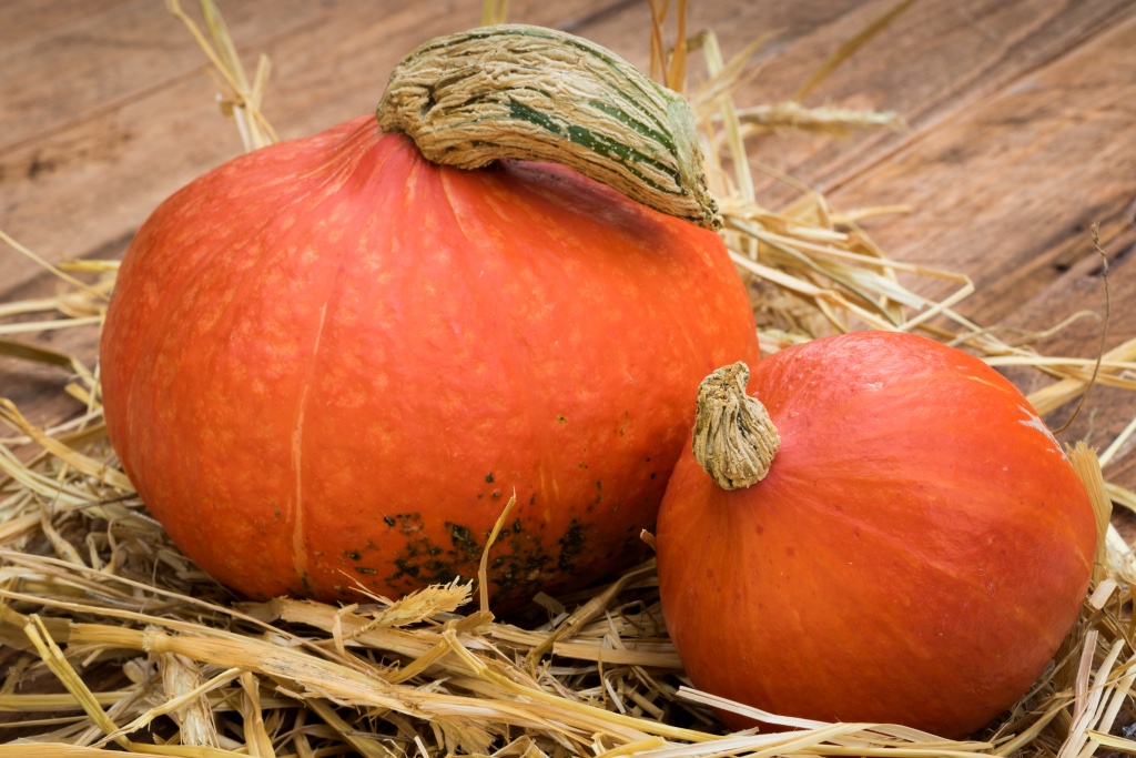 Kürbis ist ein rundes, orangefarbenes Gemüse, das wir heute alle mit Halloween in Verbindung bringen. Er ist nicht nur ein einzigartiges dekoratives Element, sondern vor allem ein Produkt, das ohne Einschränkungen in der Küche verwendet wird. Wir müssen jedoch wissen, dass sich die Sorte, aus der Dekorationen erstellt werden, von der auf unseren Tellern unterscheidet. Kürbisse werden in zwei grundlegende Kategorien unterteilt - essbare und solche, die für den Verzehr nicht geeignet sind. Kürbis hat auch nicht nur einen charakteristischen Orangeton. Wir unterscheiden mehrere Gemüsesorten, die auch farblich differenziert sind. Sie kommt in einer weißen, leicht blauen oder sogar roten Variante vor. Der orangefarbene Kürbis, den wir kaufen, ist die bekannteste Sorte. Er wird Gartenkürbis (Cucurbita pepo L) genannt und kam aus Mittelamerika und den südlichen US-Bundesstaaten nach Europa. Derzeit wird er nicht nur in Europa, sondern auch an vielen anderen Orten der Welt angebaut. Er sollte vor allem Zugang zu Licht und Wasser haben, damit wir seinen Geschmack lange genießen können. Das Kürbisfleisch eignet sich nicht nur als Hauptzutat für Cremesuppe, die in letzter Zeit sehr beliebt und Bestandteil zahlreicher Restaurantmenüs ist. Sie können daraus goldene Bratlinge oder Puffer, aber auch außergewöhnlich leckere Desserts wie Käsekuchen oder Muffins zubereiten. Kürbisstücke in Verbindung mit italienischen Rohwürstchen, sog. Salsicia Fresca, ergeben eine perfekte Pastasauce, die selbst Feinschmecker ansprechen wird. Neben dem Fruchtfleisch bietet Kürbis auch leckere Kerne, die dem Salat oder Kuchen hinzugefügt werden, sodass die Gerichte leicht knusprig werden. Kürbiskerne sind auch ein hervorragender Rohstoff für die Herstellung von Öl, das unsere Gerichte nicht nur anreichert, sondern vor allem im Kampf gegen verschiedene Leiden hilft. Sie sind unschätzbar bei der Bekämpfung von Parasiten, Harnwegs- und Atemwegsinfektionen sowie Allergien. Kürbiskernöl wird auch in der Kosmetikindustrie zur Stärkung des Haars und zur Feuchtigkeitsversorgung der Haut verwendet. Das im Kürbis enthaltene Beta-Carotin, das für die spezifische Orangefarbe verantwortlich ist, hat antioxidative Eigenschaften und ist daher für die Prävention von Krebs von unschätzbarem Wert. Darüber hinaus senkt es den Spiegel des schlechten Cholesterins und verhindert damit Arteriosklerose sowie andere Herzerkrankungen. Es wirkt sich auch positiv auf die Funktion der Sehkraft aus. Mit all diesen zahlreichen Eigenschaften ist Kürbis ein besonders kalorienarmer Bestandteil der Diät, der aufgrund des hohen Ballaststoffanteils gleichzeitig für lange Zeit ein Sättigungsgefühl vermittelt. 100 g dieses Gemüses liefern nur 27 kcal. Bei der Auswahl von Kürbissen sollten Sie schwere Stücke mit symmetrischer Form wählen. Sie lagern sie trocken und frei von Feuchtigkeit. In der Küche sollten Sie zuerst die harte Haut abschneiden, dann das Gemüse in zwei Hälften schneiden, die Kerne und die faserigen Teile des Fruchtfleischs entfernen. Sie können ihn sowohl kochen als auch backen.
