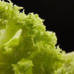  Obwohl er nicht immer so beliebt war wie heute, ist Salat das meist verzehrte Gemüse. Salat ist eine Art einjährige Pflanze aus der Familie der Asteraceae, bei denen mehrere Sorten unterschieden werden, u. a. in Bezug auf Form, Farbe, Sprödigkeit oder Geschmack. Er ist eine ausgezeichnete Wahl, wenn Sie nach einem Snack greifen möchten. Salat ist reich an Jod, das den Cholesterinspiegel senkt und Arteriosklerose verhindert. Er enthält auch viel Chlorophyll, das bakterizid wirkt, vor Keimen schützt und bei der Bekämpfung von Infektionen hilft. Er ist besonders beliebt bei Menschen, die Wert auf eine ausgewogene Ernährung legen, da er den Stoffwechsel fördert und kalorienarm ist. Darüber hinaus stärkt er das Immunsystem und wirkt gegen Krebs. Obwohl er zu 93 Prozent aus Wasser besteht, finden wir darin viele wertvolle Stoffe, u. a. Kalium, Magnesium, Kalzium, Zink, Phosphor, Ballaststoffe sowie die Vitamine A, B und C und E, Antioxidantien, die den Alterungsprozess verhindern. Salat passt perfekt zu Fleisch- und Fischgerichten. Er ist eine ausgezeichnete Grundlage für Salate, die mit frischem Gemüse unter Zusatz von Olivenöl und Kräutern zubereitet werden. In der Tat können Sie ihn mit anderen Komponenten auf beliebige Weise kombinieren, je nach Ihren Vorlieben. Um das Produkt mit der besten Qualität zu erlangen, sollten Sie einige einfache Regeln beachten. Achten Sie zunächst auf die Farbe der Gemüseblätter. Natürlich sind solche mit dunklen Flecken, die durch den Beginn des Zerfalls verursacht wurden, nicht empfehlenswert. Ein weiterer Aspekt ist der Schadstoffgehalt, den wir normalerweise in Gemüse finden, das in Gewächshäusern angebaut und mit künstlichen Substanzen gedüngt wird. Wenn zu viel Dünger verwandet wurde, bildet sich darin zu viel Stickstoff. Diese Situation kann auch eintreten, wenn das Gemüse nicht genügend Licht erhalten hat ─ der Photosyntheseprozess läuft dann viel langsamer. Daher ist zu beachten, unter welchen Bedingungen der Salat angebaut wurde. Um möglichst viele Vorteile, nicht nur Aromen, sondern auch Nährstoffe zu erhalten, ist die Aufbewahrung von Salat wichtig. Grundsätzlich sollten Sie ihn sofort nach dem Waschen essen. Wenn Sie ihn also innerhalb weniger Tage ab Kaufdatum verzehren möchten, sollten Sie erst dann waschen. Salat sollte nicht gefroren oder mariniert werden. Beachten Sie, dass Salat nicht mit einem Messer geschnitten wird! Durch die Reaktion von Stahl mit den darin enthaltenen Enzymen wird er bitter! 